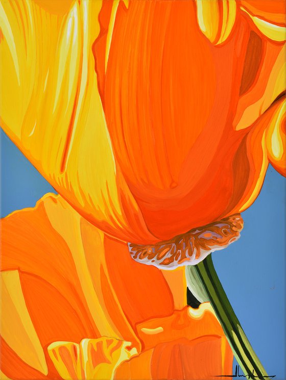 Californian Poppy and Pacific Wind #7