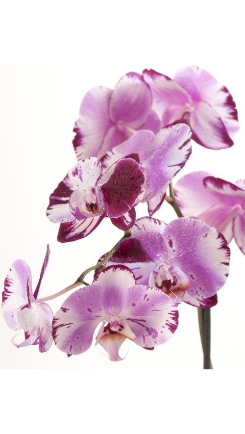 Purple Orchid by Judith Nicklin