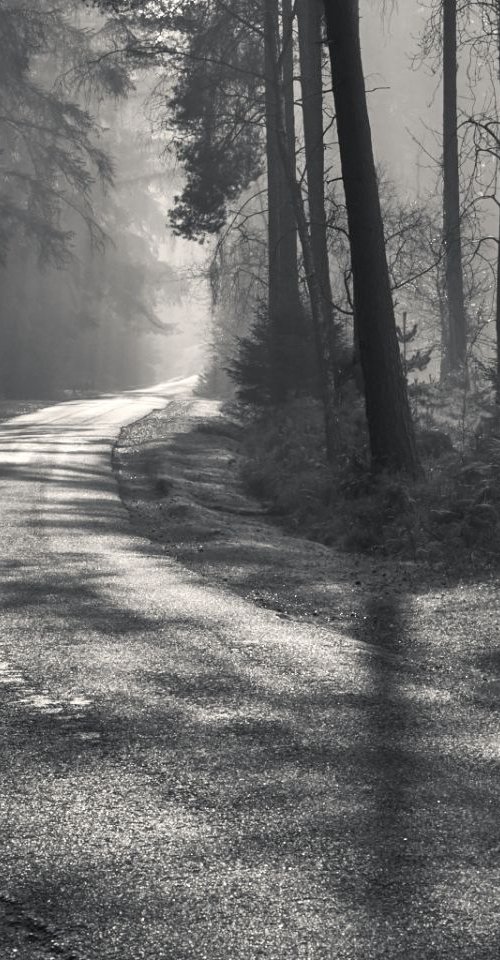 New Forest dream by Baxter Bradford