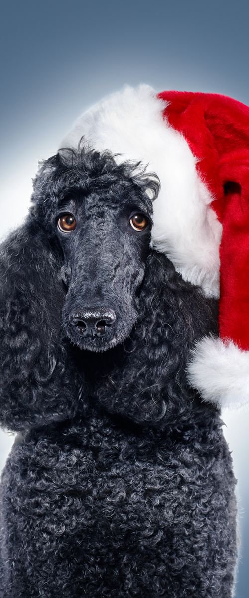 Merry Poodle Christmas! by Gandee Vasan