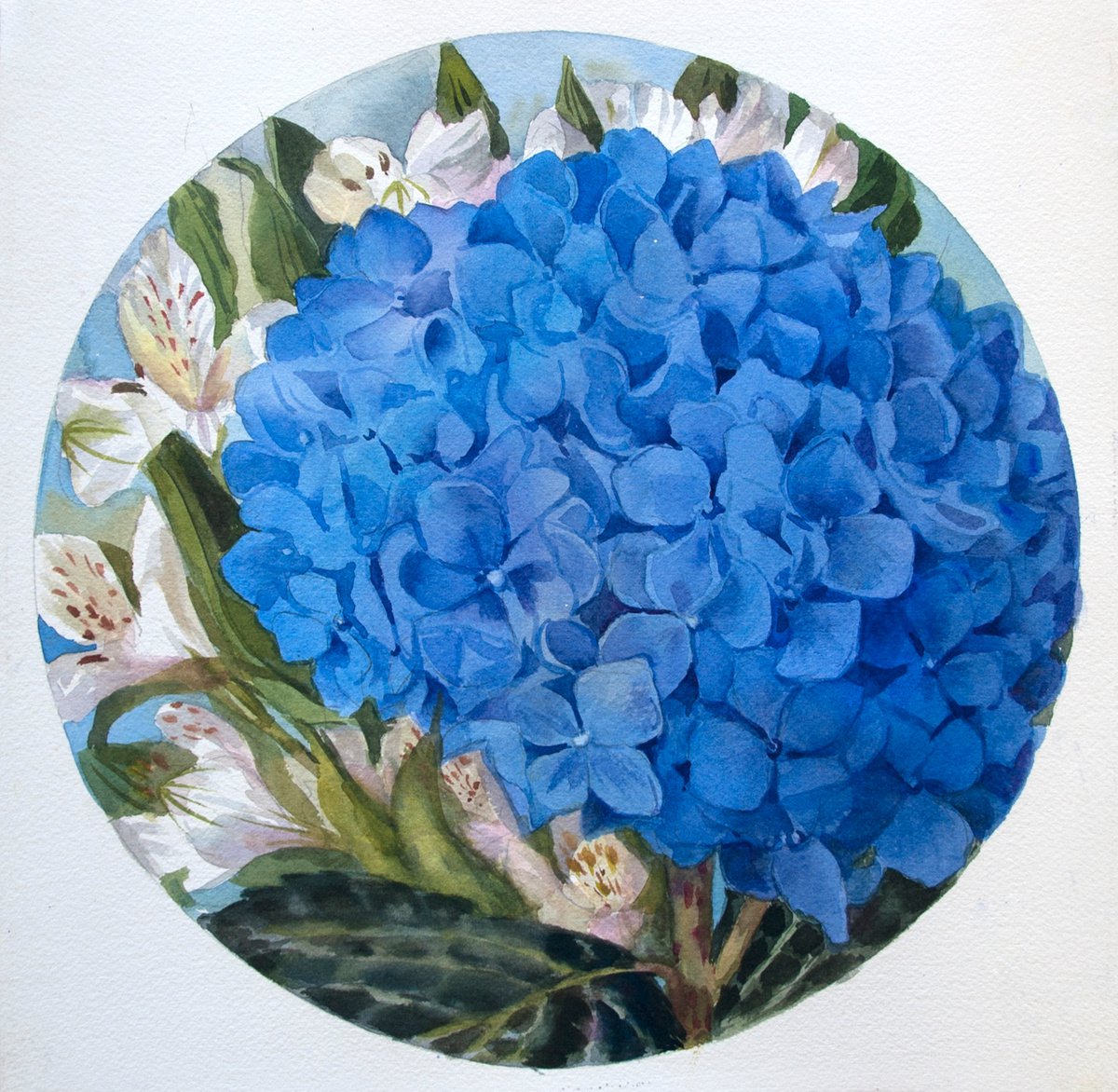 Photorealistic Botanical Watercolour By Yulia Krasnov, 11 X 11", Blue Hydrangea, Original Artwork