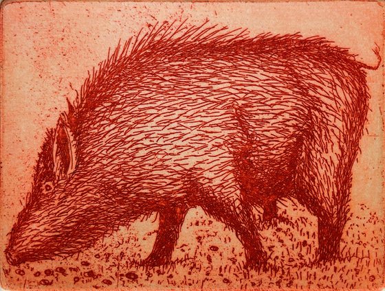 Boar in Clover