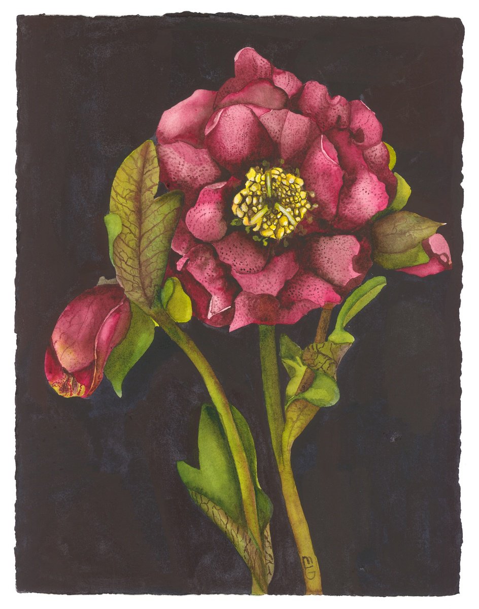 Surrealistic Botanical Watercolour By Mary Lyn Gough, 15 X 11", Appalachian Mountain Rose, Original Artwork