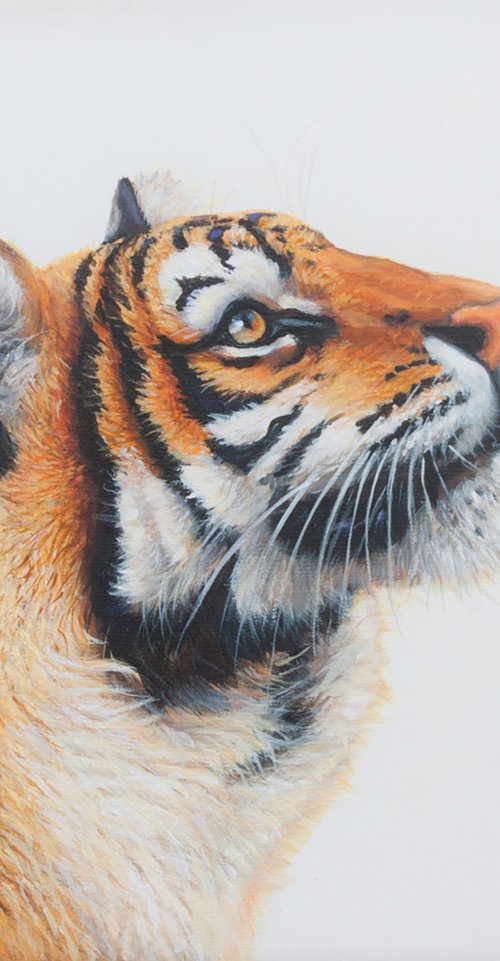 Tiger looking up by Norma Beatriz Zaro