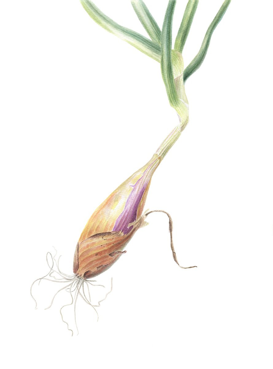 Photorealistic Botanical Watercolour By Maryna Vozniuk, 11 X 15", Spring Onion Shallot, Original Artwork