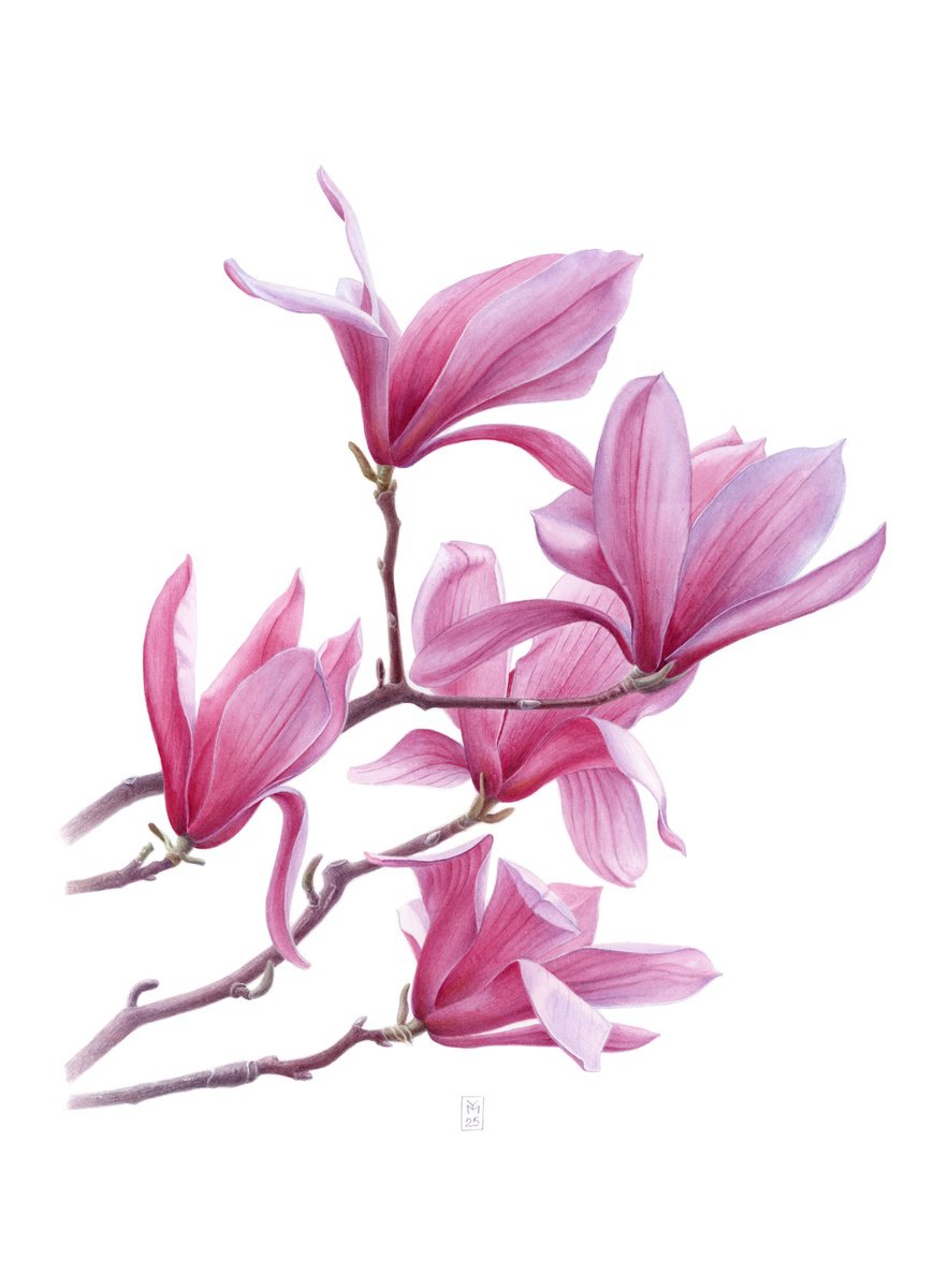 Photorealistic Botanical Watercolour By Yuliia Moiseieva, 11 X 15", Magnolia Dreams, Original Artwork