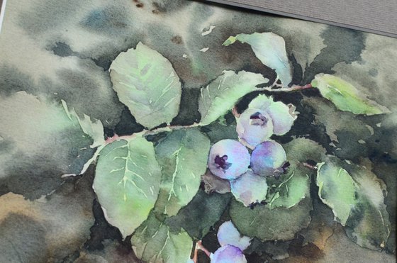 Blueberries ripen, Surprise in mom's garden, Small watercolor painting