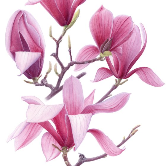 Magnolia. Center