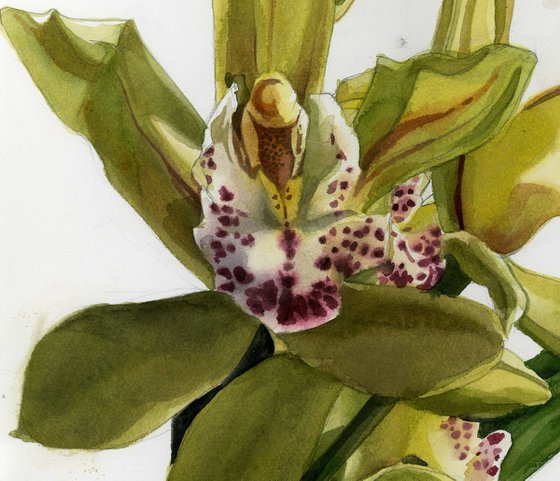 green cymbidium orchid watercolor