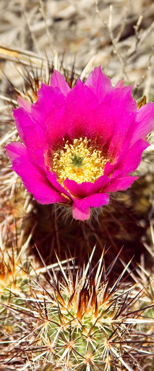 CACTUS FLOWER Palm Springs CA by William Dey