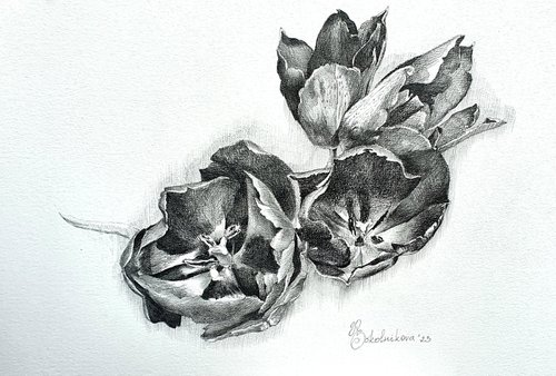 May tulips by Natasha Sokolnikova