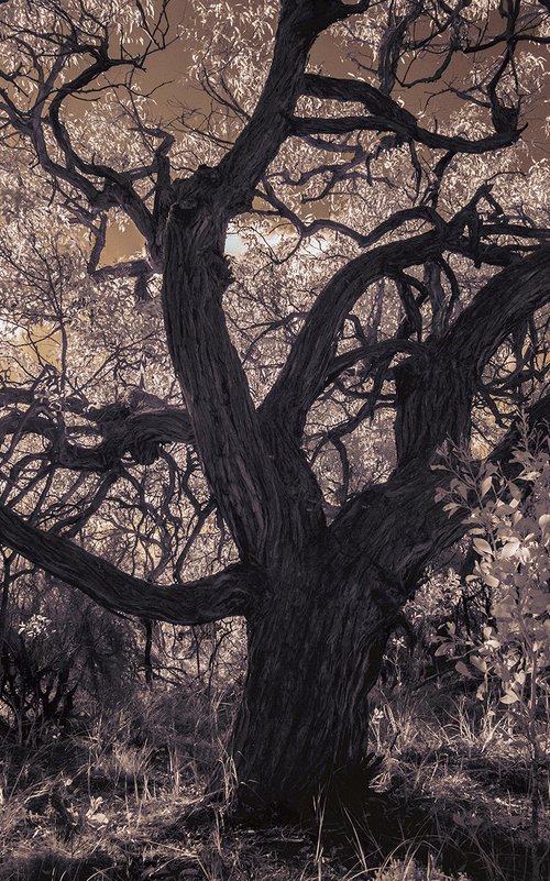 The Tree of Abundance by Nick Psomiadis