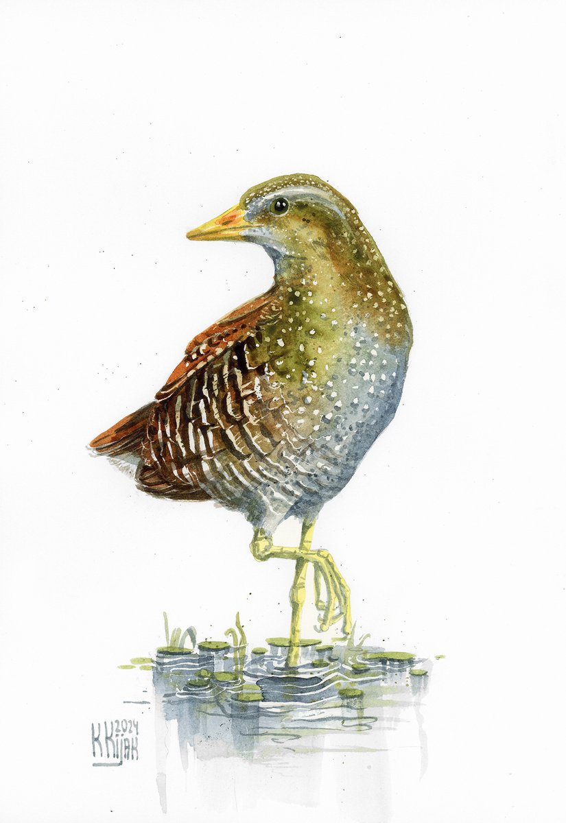 Spotted crake by Karolina Kijak