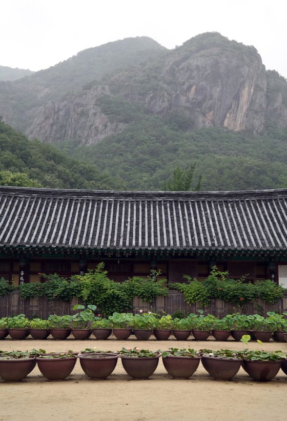 Lotus Bowls Before the Mountain Wall