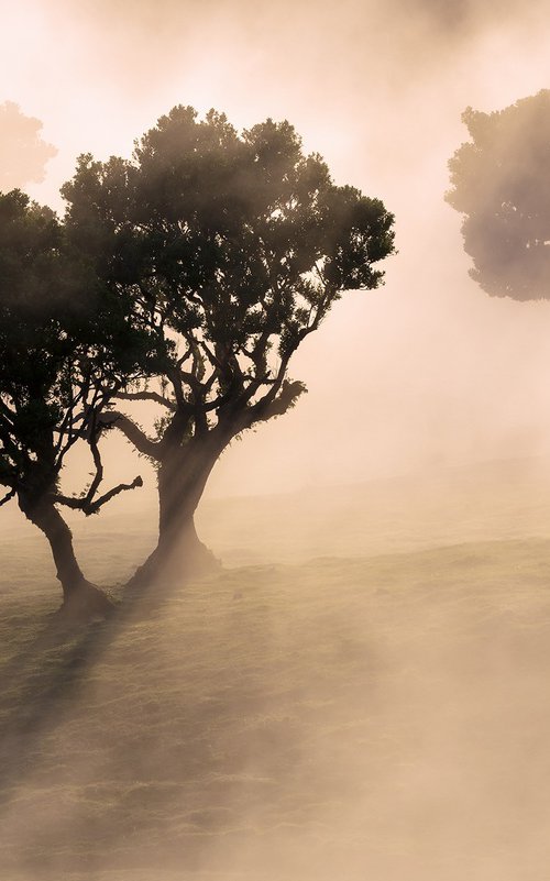 Luminous Mist by Vitalis Vasylius