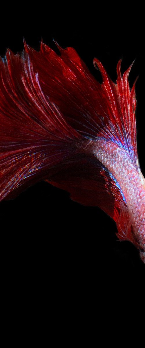 Betta 55 by MICHAEL FILONOW