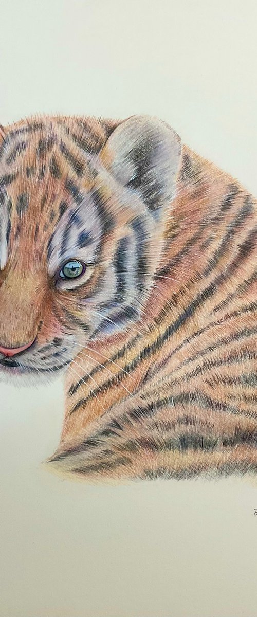 ‘Innocence’ Tiger cub drawing by Bethany Taylor