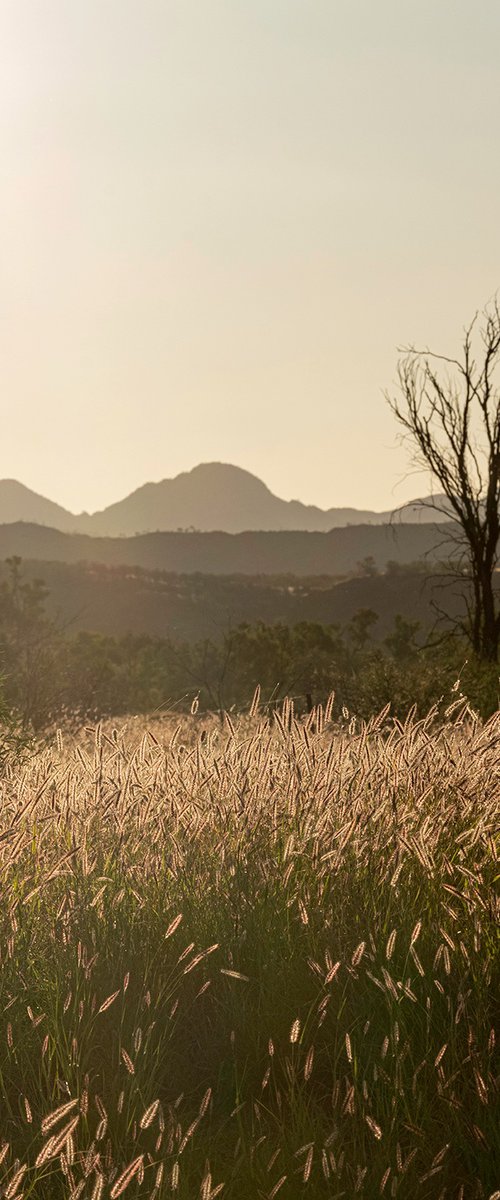 Grass Plains Outback Australia #5 by Nick Psomiadis