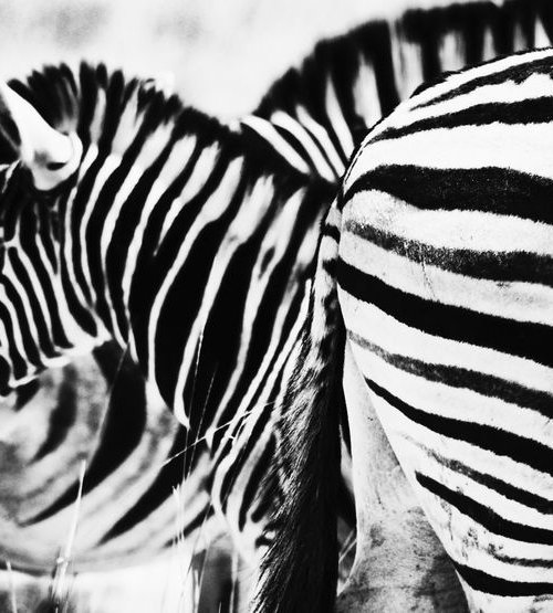 A Dazzle of Zebras by Marc Ehrenbold