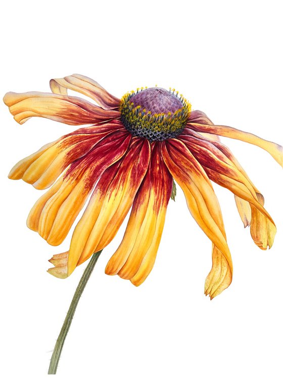 Greetings to the sun