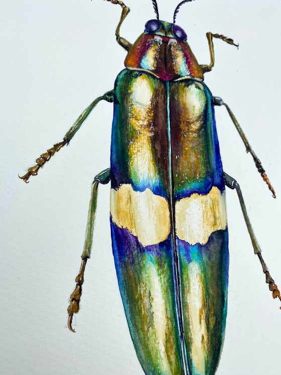 Radiant Majesty: Chrysochroa Edwardsi Beetle