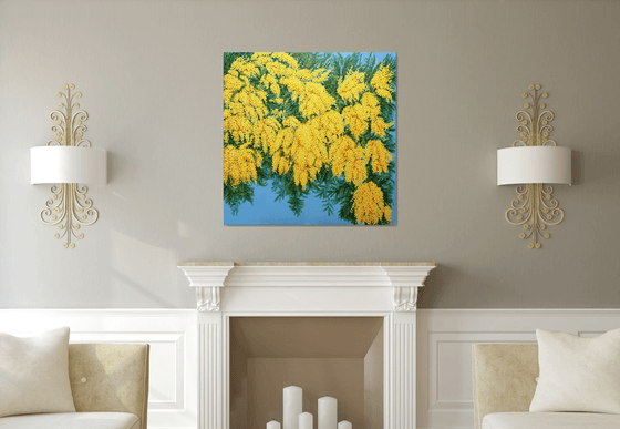 Mimosas in Bloom