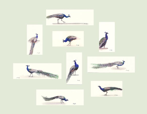 Collection of peacocks