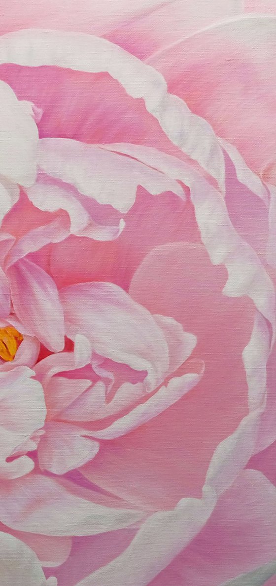 Divine Peony