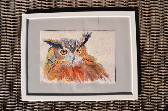 little owl portraits