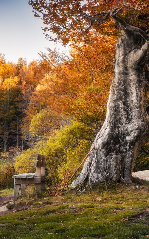 THE BENCH ON THE LAKE by Giovanni Laudicina