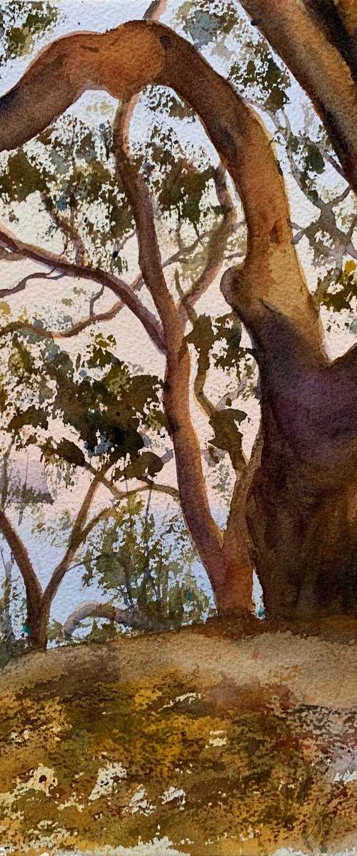 Dancing gum trees by Shelly Du