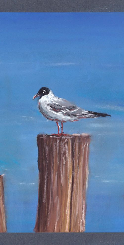 Seagull by Yulia Schuster