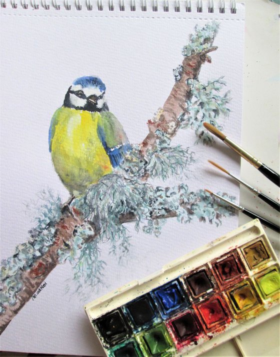 Blue Tit Bird on Mossy Branch