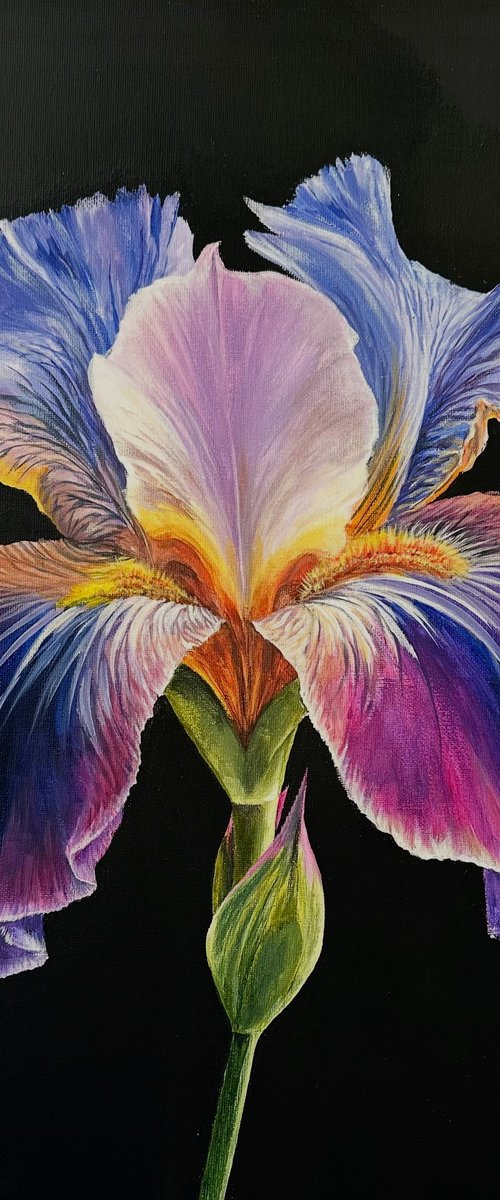 Purple Iris by Jill Aspin
