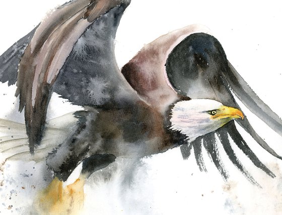 Flying Eagle  -  Original Watercolor Painting by Olga Shefranov