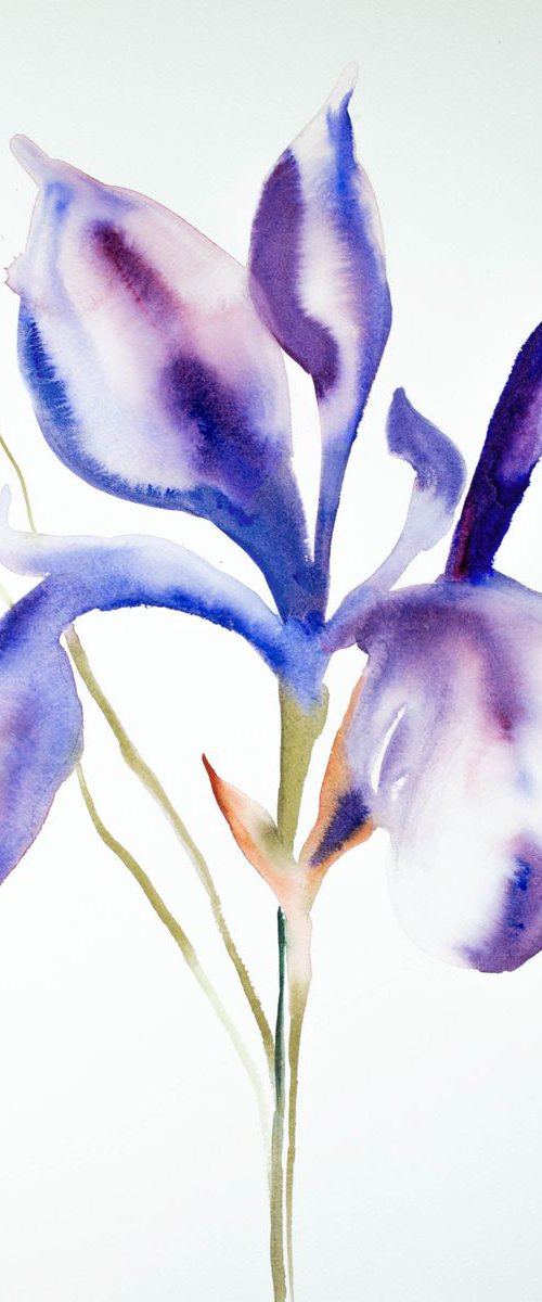 Iris No. 61 by Elizabeth Becker