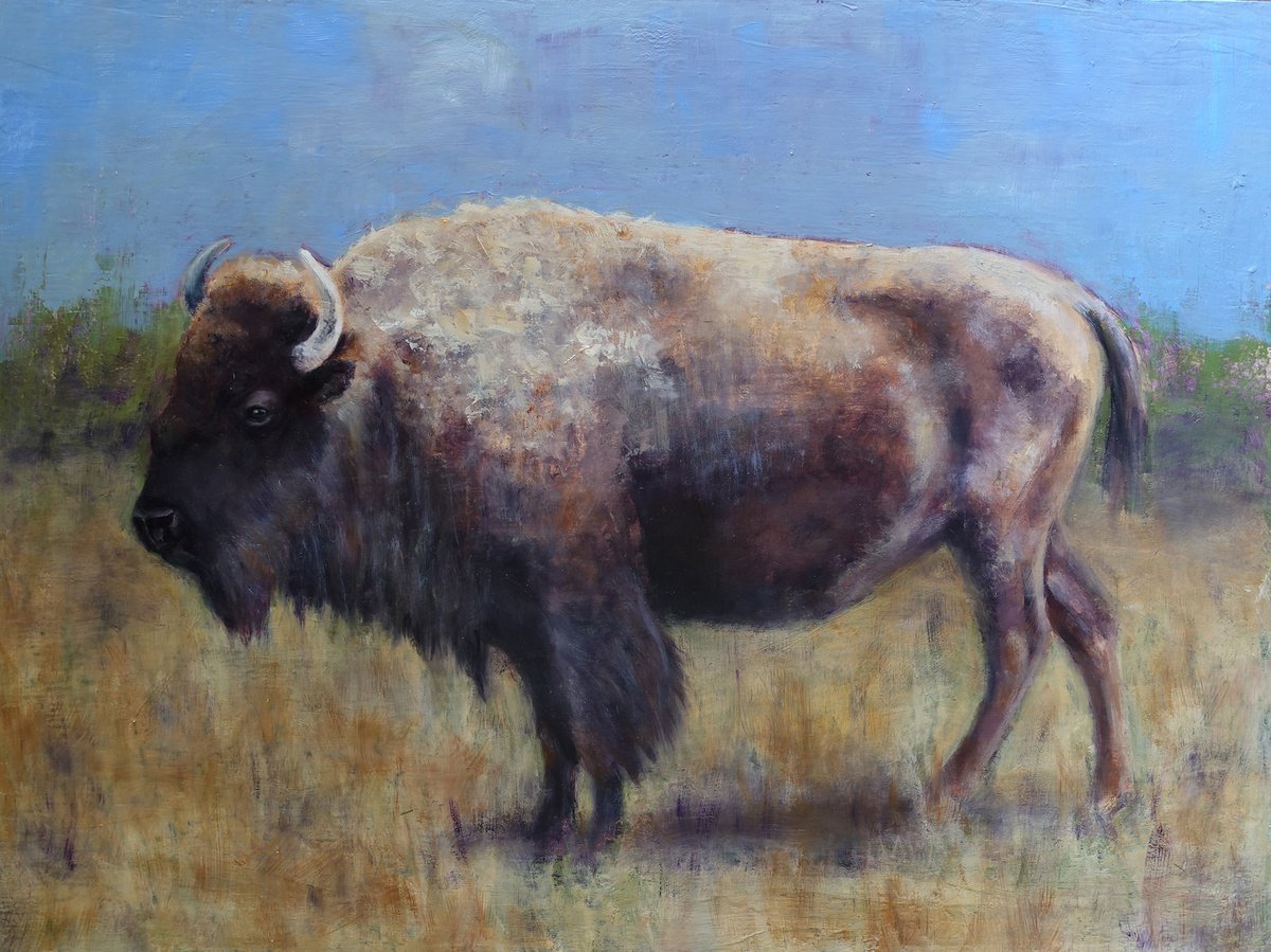 Buffalo by Sarah Kennedy