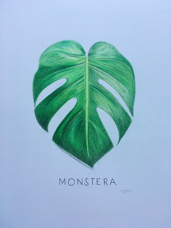 Monstera Leaf Drawing