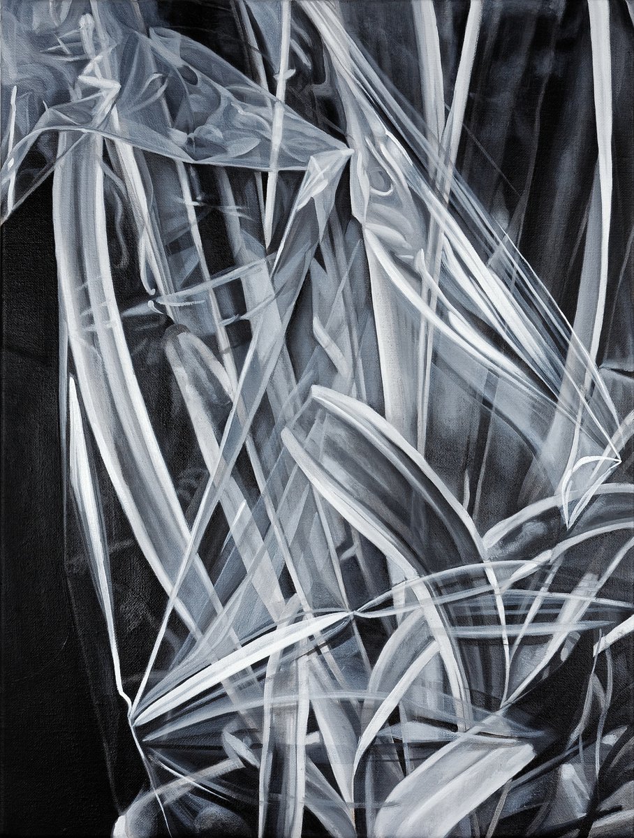 Spider Plant II by Louis Savage