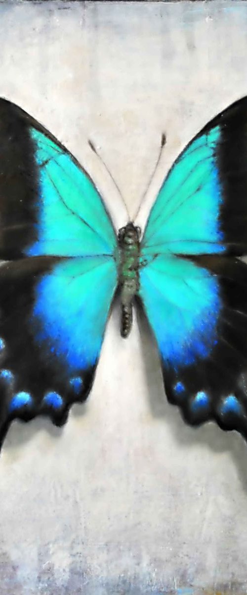 Rare Glosswing Butterfly by Daniela Roughsedge