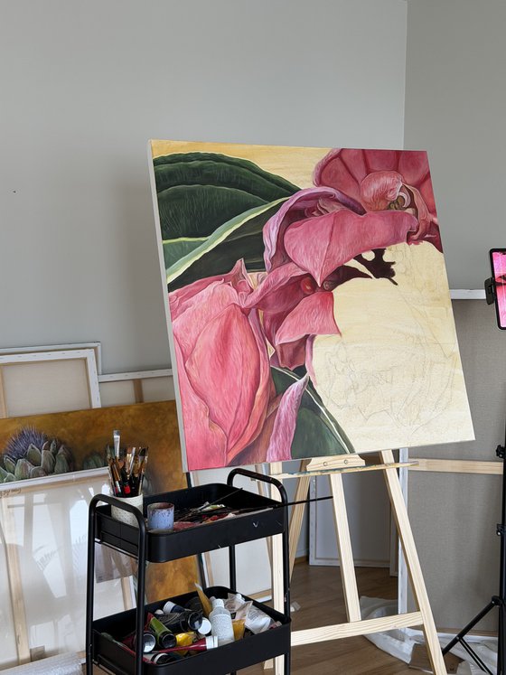 Medinilla