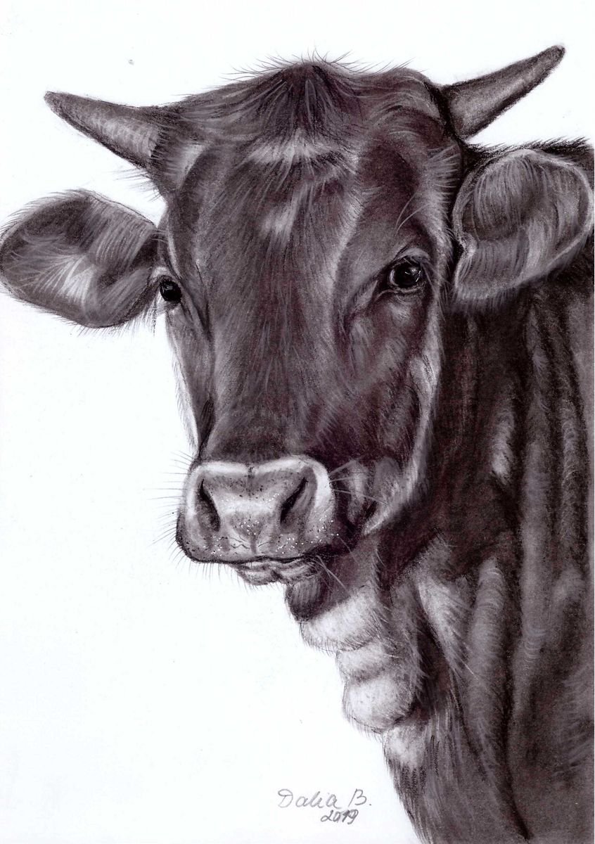 Cow-Myle Charcoal drawing by Dalia Binkiene | Artfinder