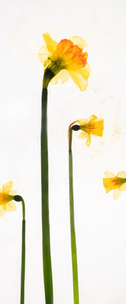 Daffodills 2 by V Sebastian