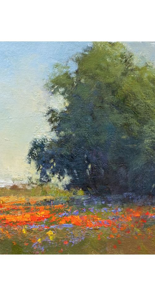 Poppies In Bloom by Don Bishop