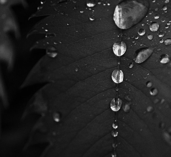 Water on Leaves II