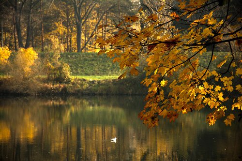 Pond by Petra Urbanovic