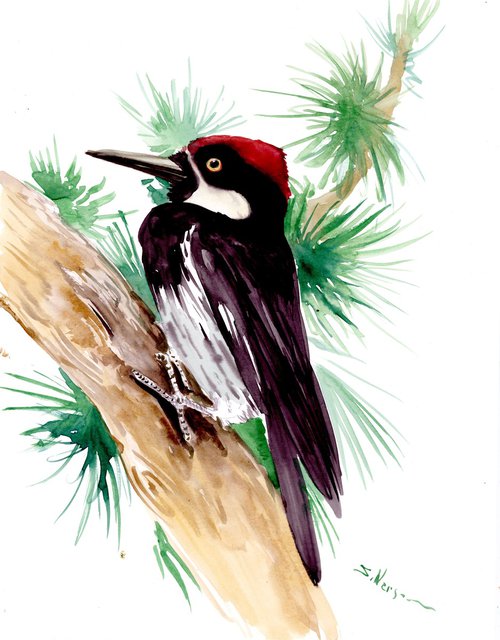 Acorn Woodpecker by Suren Nersisyan
