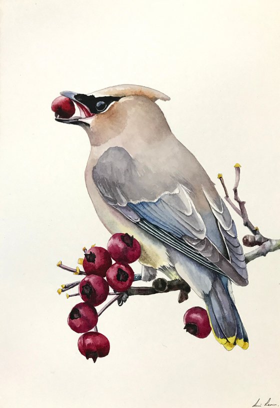 Cedar Waxwing