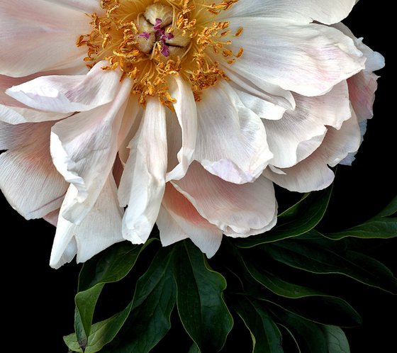 Peony Roseus