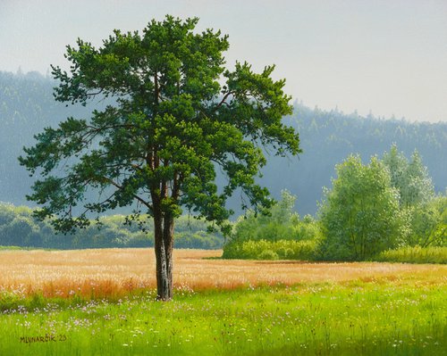 Lonely pine tree by Mlynarcik Emil